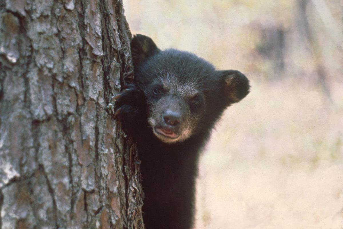 Paws and Proximity: Managing Canine Encounters with Florida Bears
