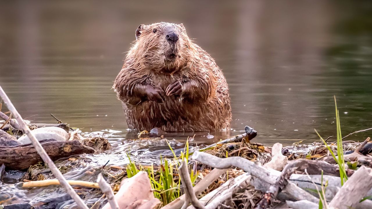 Beavers Build Back Better: Tule River Tribe Reintroduces Nature's Firefighters