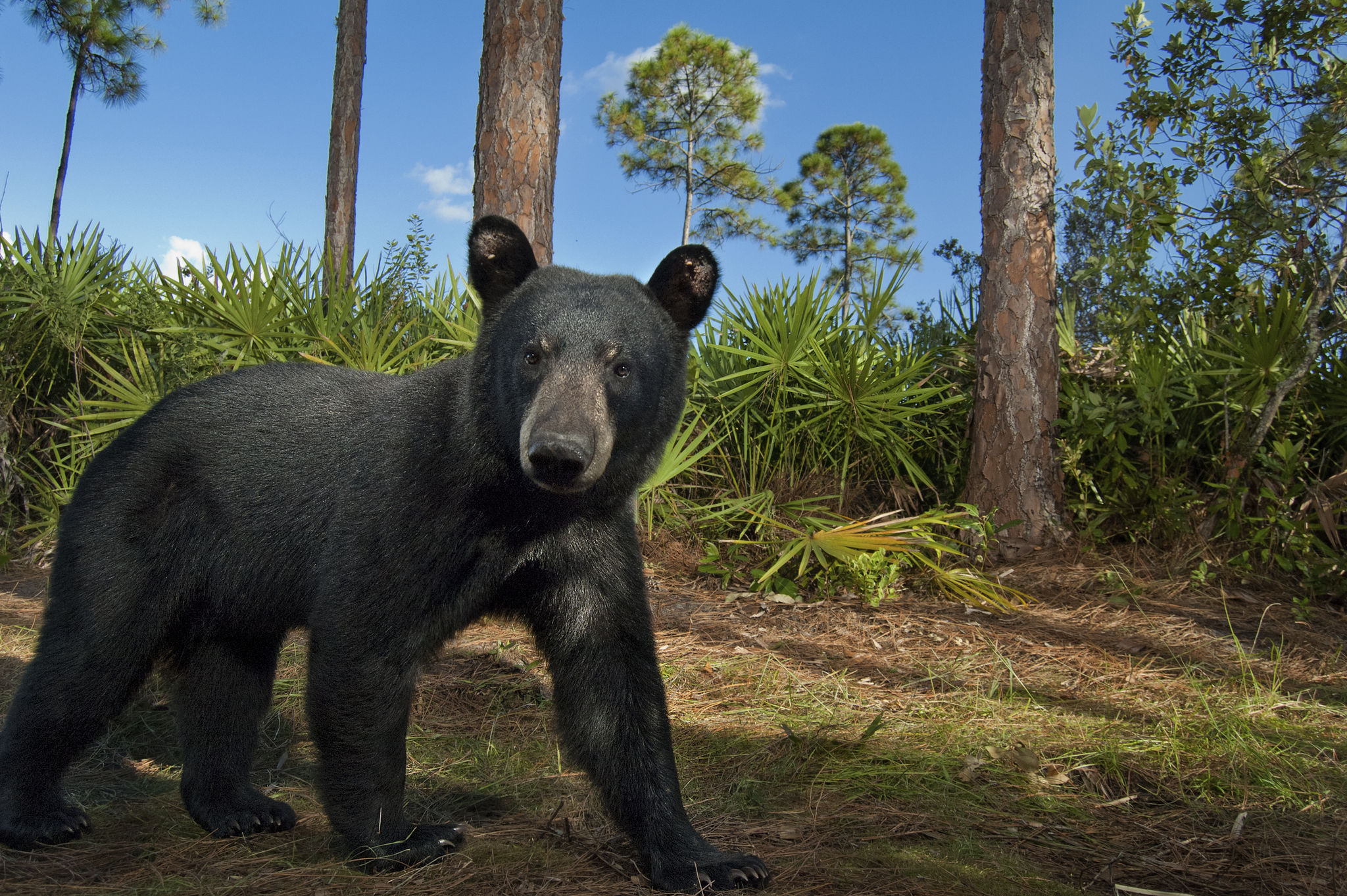 Florida Authorizes Bear Hunting Amid Concerns