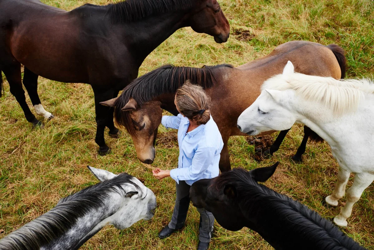 Harmony and Healing: Nonprofit Combines Music and Horses for Rehabilitation