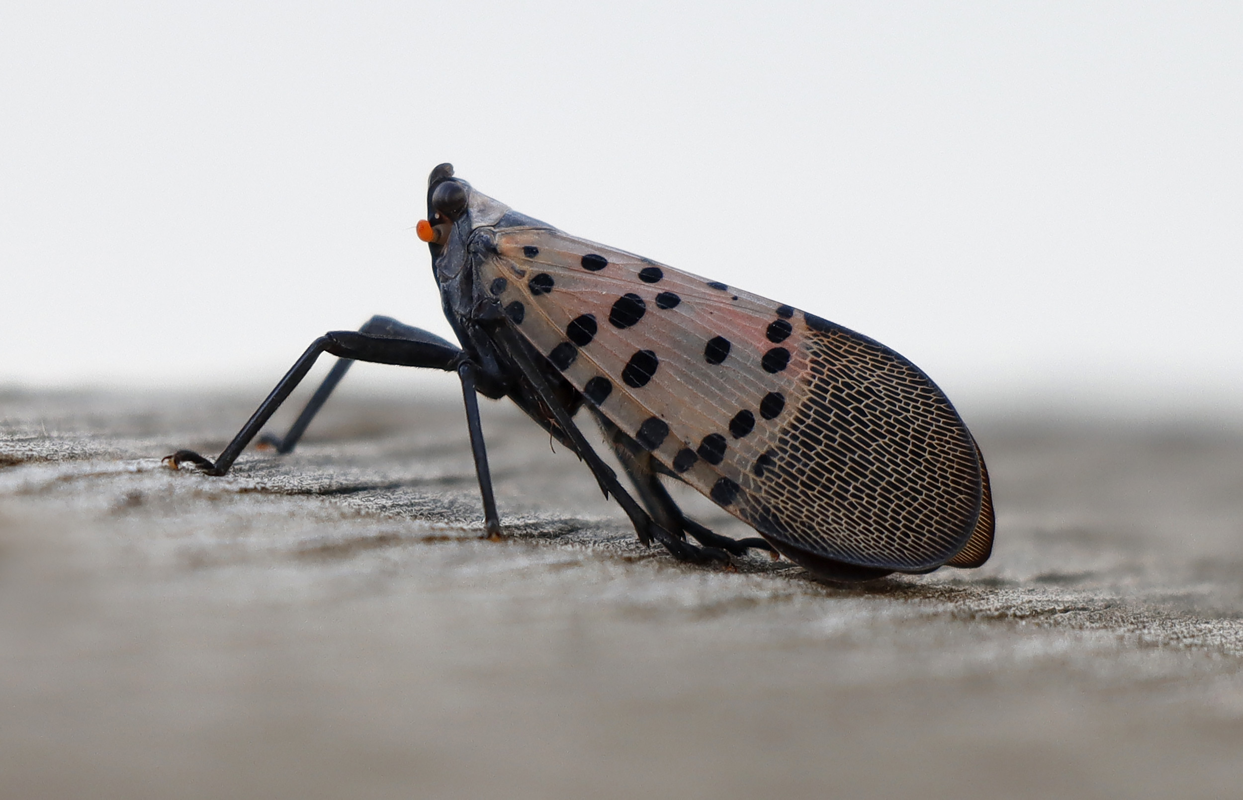 Invasive Insect Threatens California's Wine Industry