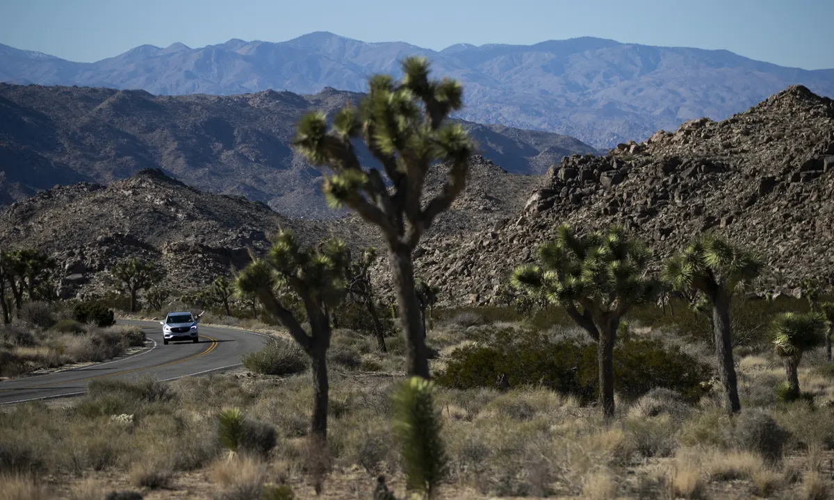 Joshua Tree Conservation Efforts Intensify Amid Climate Threats