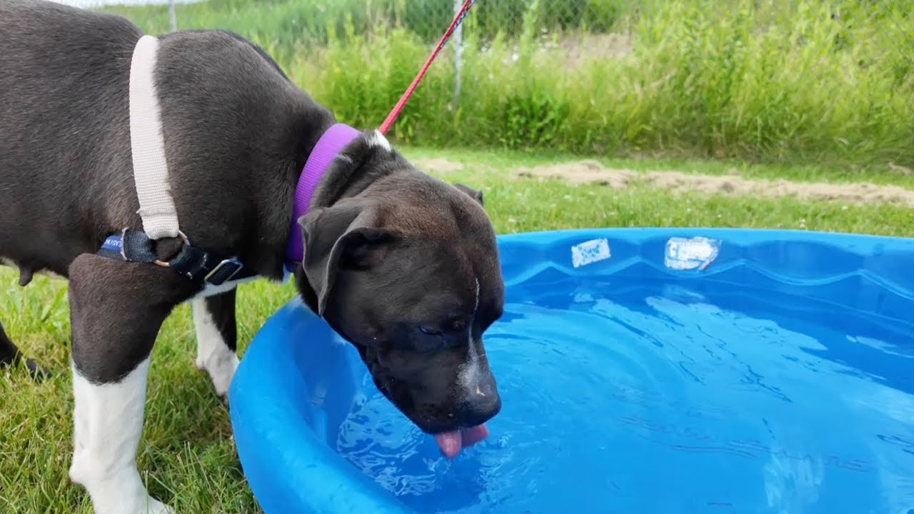 Keep Your Pets Safe During the WNY Heatwave: Essential Tips