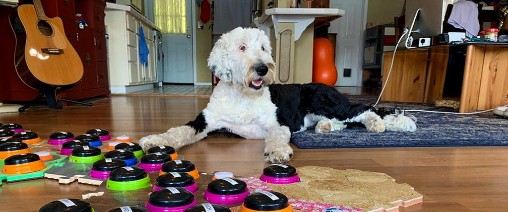 Speech Pathologist's Dog Learns to Communicate Using Soundboard, Forming Sentences