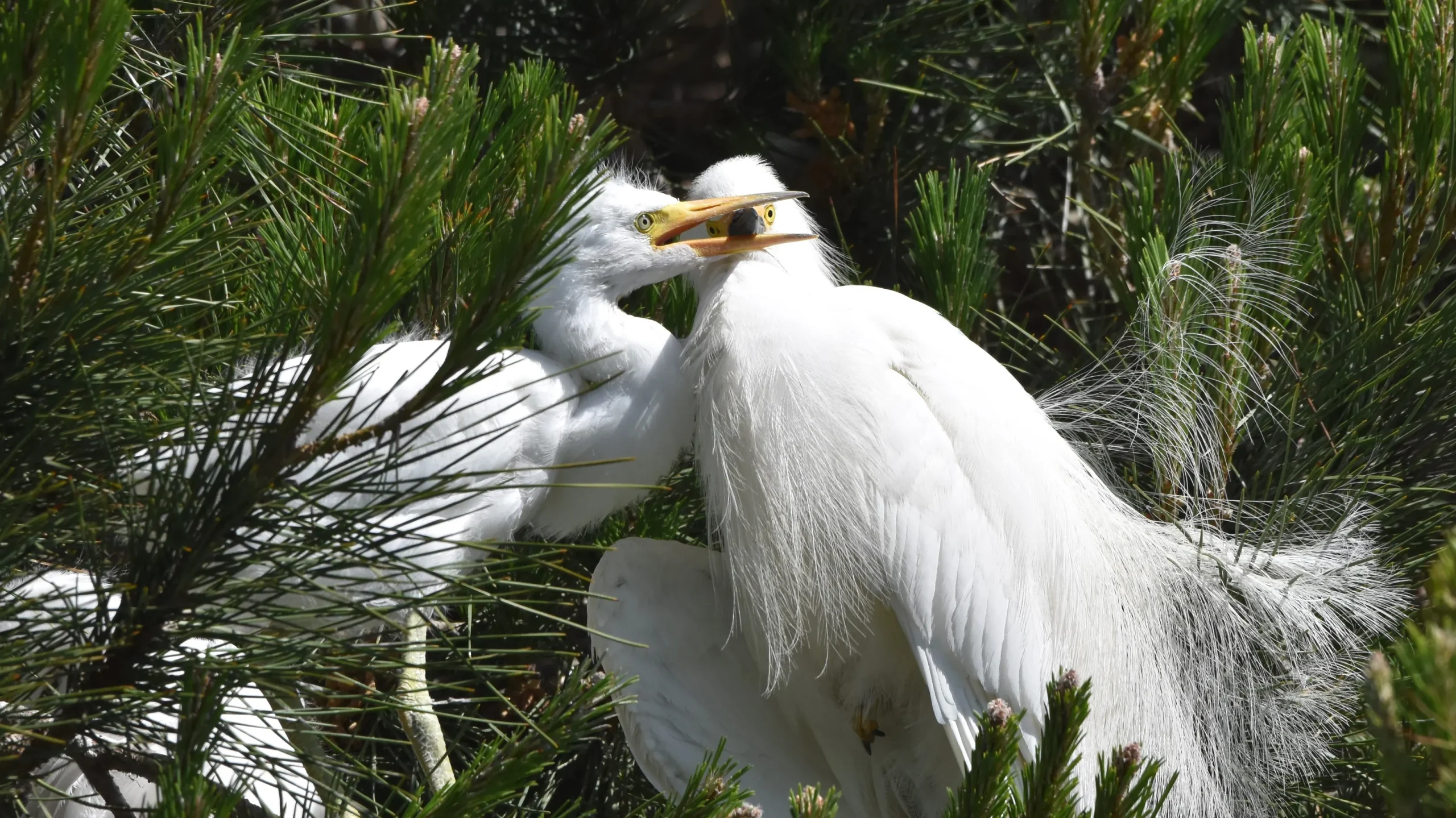 Ventura County's Baby Birds Ready for Takeoff