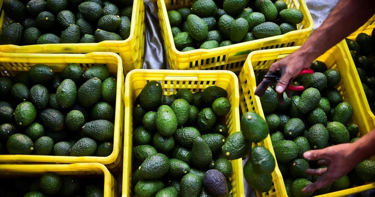 Avocado Heist: Four Nabbed with Stolen Green Gold