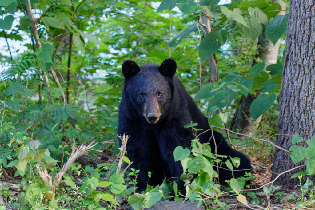 Paws and Proximity: Managing Canine Encounters with Florida Bears