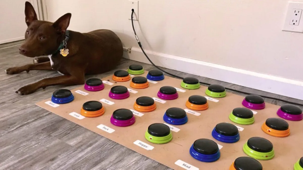 Speech Pathologist's Dog Learns to Communicate Using Soundboard, Forming Sentences