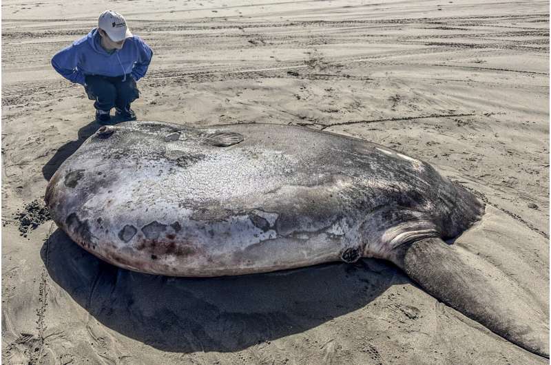 Oregon's Coastal Marvel: Giant Hoodwinker Sunfish Draws Crowds and Scientific Interest