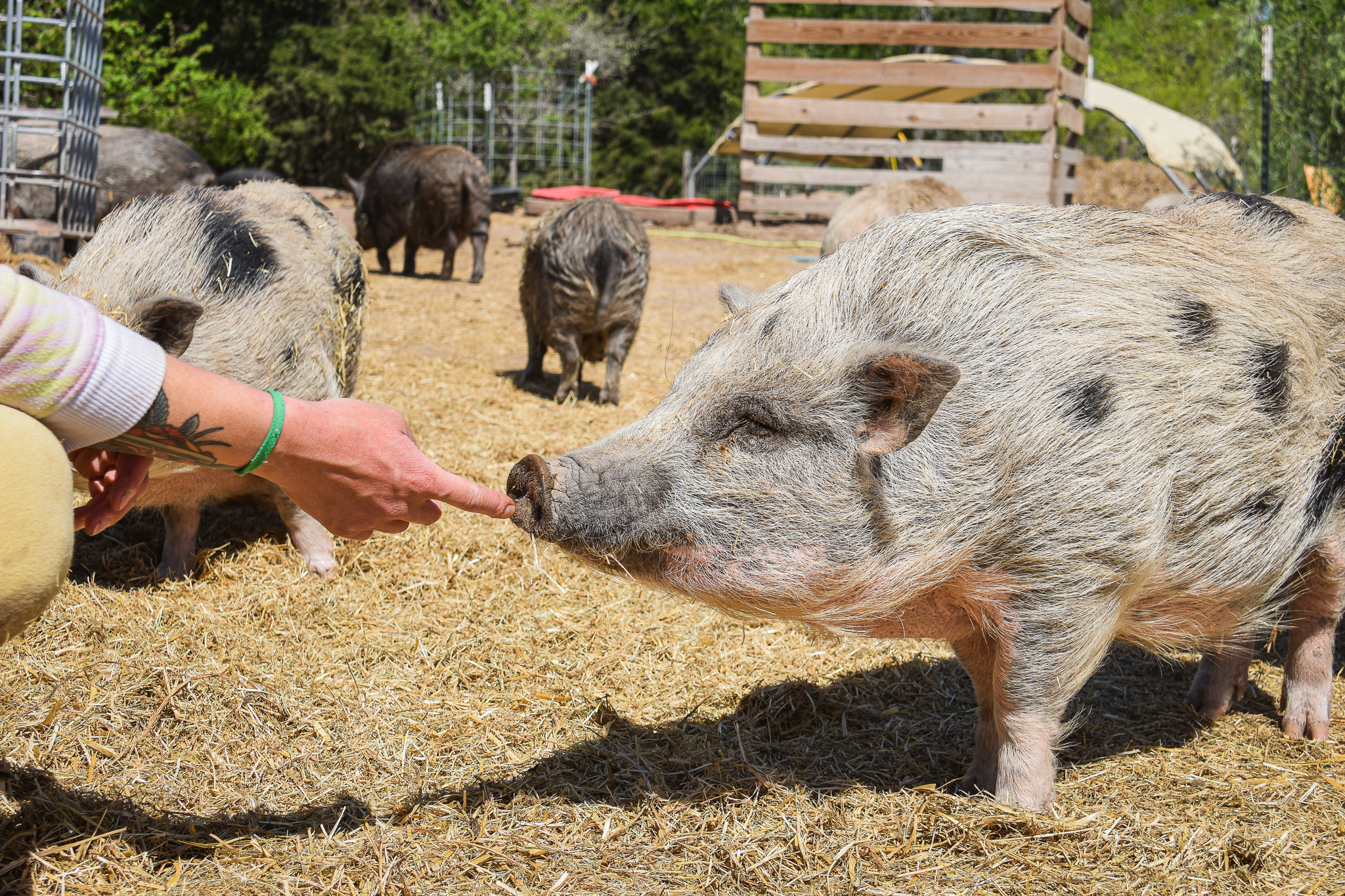 Central Texas Pig Rescue: Championing Welfare and Redefining Perceptions