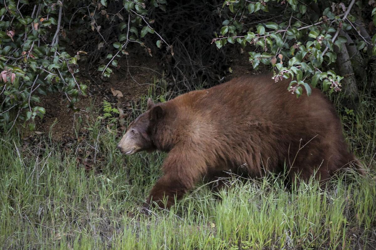 Local Bear "Bear 162" Euthanized After Repeated Home Entries