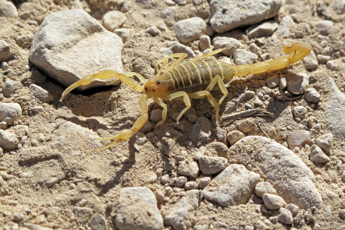 Texas Homeowners See Rise in Scorpion Activity During Summer Heat